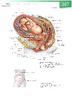 Sobotta  Atlas of Human Anatomy  Trunk, Viscera,Lower Limb Volume2 2006, page 214
